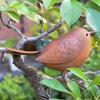 Rustic Metal Bird Sculptures Funny Retro Bird Statue Small Bird Figurine  Bird Enthusiasts Gift