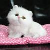 Кошки Кукла Звук Подарок на День Рождения ПП Хлопок Имитация Плюш Спящие Кошки