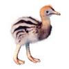 Hansa Cassowary Baby (16cm H)