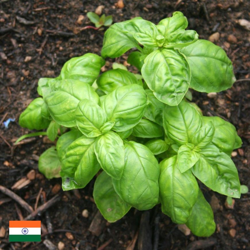 Basil Oil for Humidifier - Natural Refreshing Scent