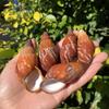 Natural Conch Seashell for Aquarium Landscaping and Hermit Crab Habitat
