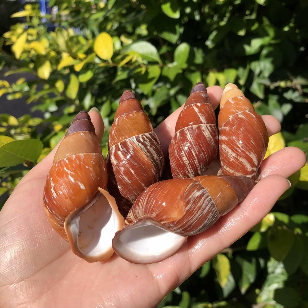 Natural Conch Seashell for Aquarium Landscaping and Hermit Crab Habitat