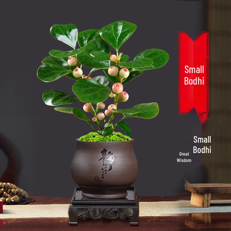 Little Hope Bodhi Tree Bonsai: Evergreen Indoor Potted Plant, Zen Style Ornament for Office or Living Room Decor