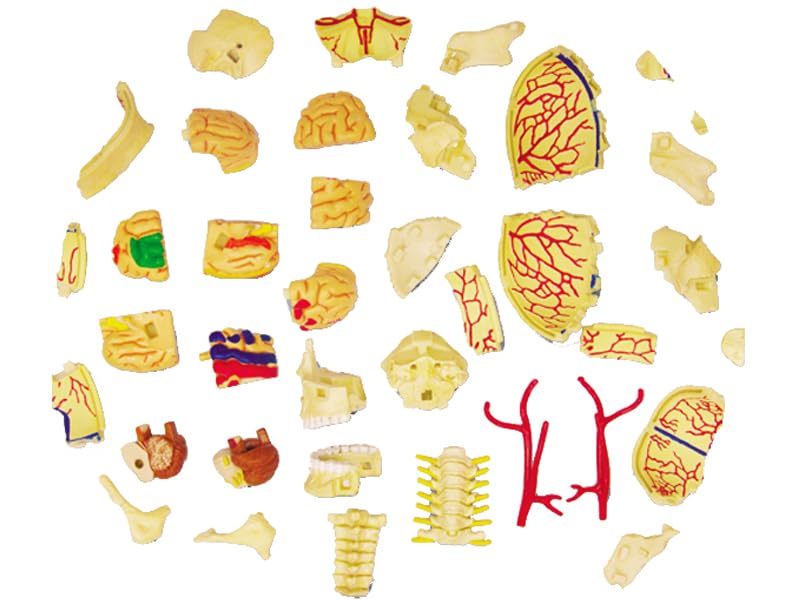 4D Puzzle Human Anatomy Model, Cranial Nerve Skull, 626005, Fame Master, 4D Master Educational Toy, STEM