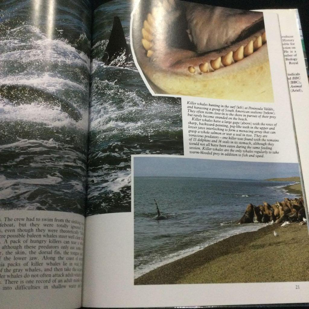 [USED] Whales Photo Books Foreign Books Whales English Mammals Animals Sea Nature
