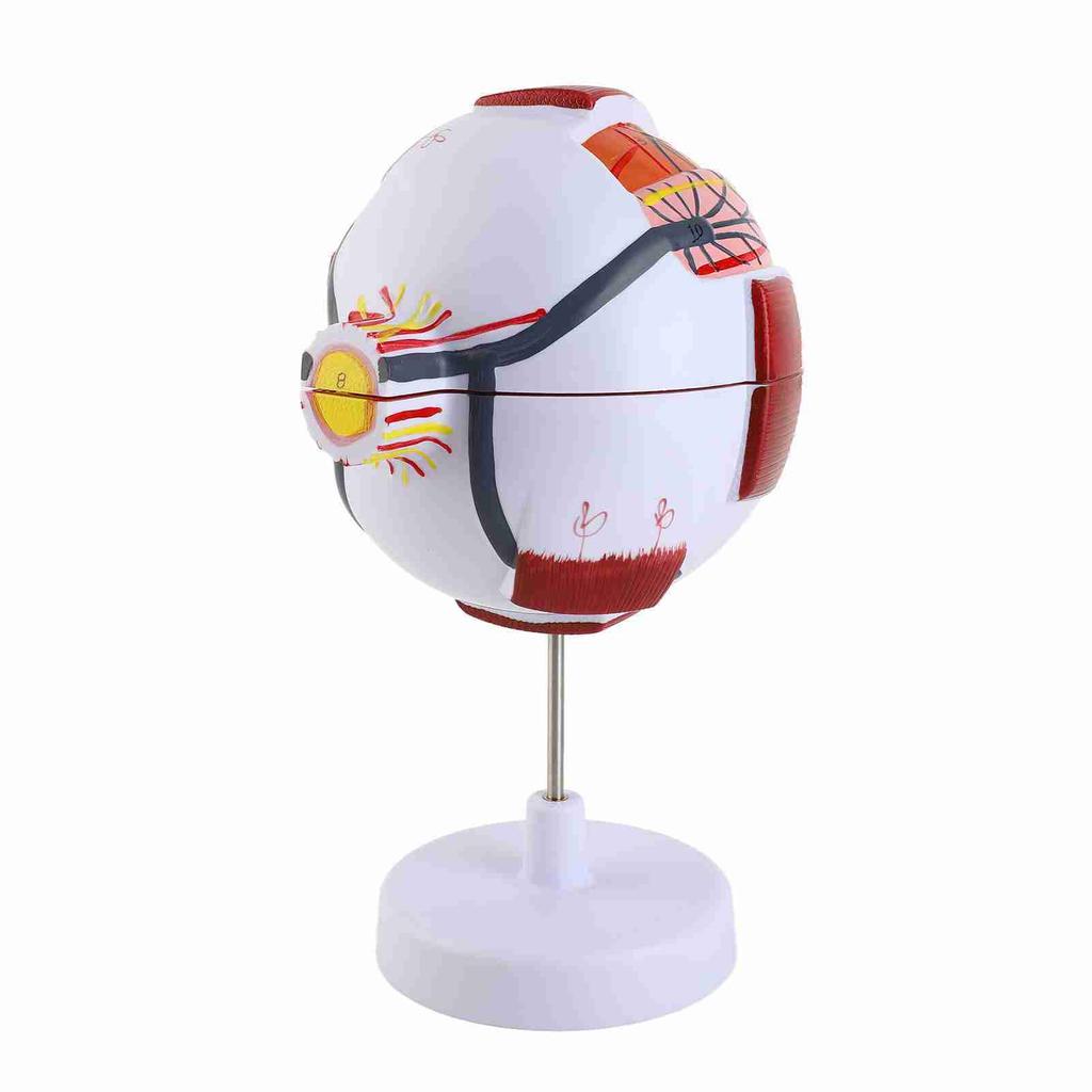 Eye Anatomy Model 6X Enlarged Strong PVC 7 Parts Easy Disassembly Human Eyeball Model for Teaching Education Decoration