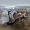 [USED] Bandai S.H.MonsterArts Monster Hunter Tamamitsune