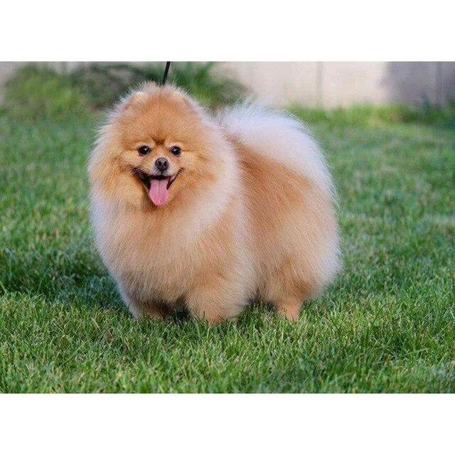 5D DIY Алмазная картина Набор Милый щенок Искусство Алмазная вышивка Стразы Украшения для дома