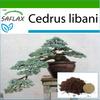 Bonsai - Lebanon Cedar - 20 Seeds - With Potting Substrate for Better Cultivation - Cedrus Libani