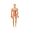 Прозрачный набор модели структуры тела человека 28-компонентная съемная анатомическая фигура