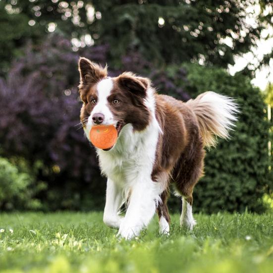 Интерактивный мяч для домашних животных, автоматический катящийся умный мяч, игрушка для собак, электрический прыгающий мяч со светодиодной подсветкой для маленьких/средних собак и кошек