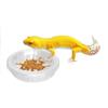 5pcs Plastic Lizard Food Bowl Round Reptile Terrarium Pets Supplies Reptile Feeding Dish  Bird