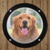 Dog Window for Fence Acrylic Clear View Dome Bubble Window - Dog Dome Window Cat Pets Dome Safe Ventilation Hole Pet Peek Window