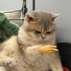 Игрушка для кошки, кошачий напальчник, мини-силиконовый напальчник, забавная игрушка для кошки, подарок на Хэллоуин, аксессуары для питомцев