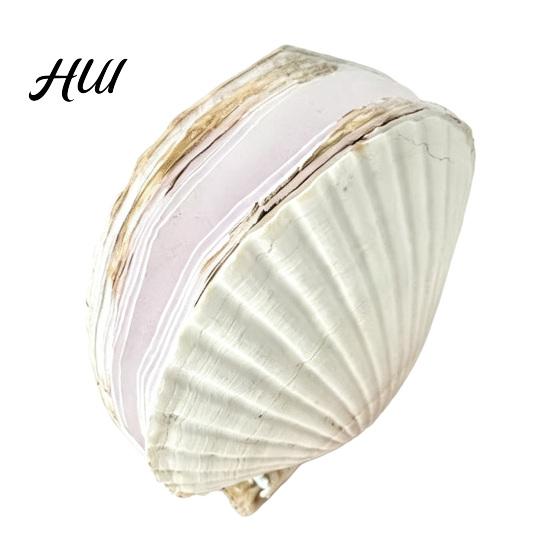 Ocean Inspired Journal Natural Scallop Shell with Handmade Paper Beach-Themed Notebook for Nature Writing Sketching Ocean-Inspired Diary Women