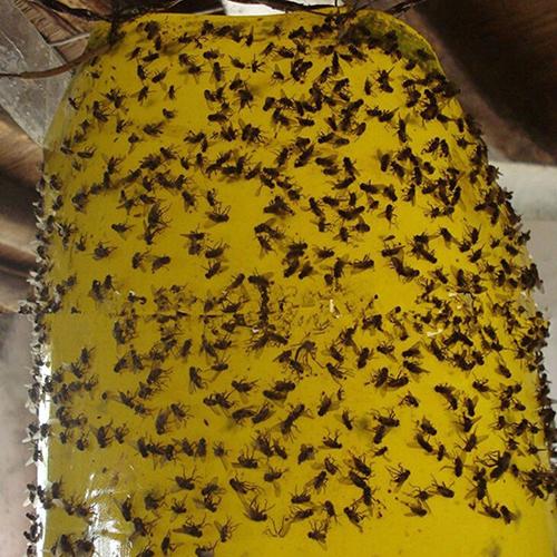 5 шт. ловушка для насекомых большой площади подвесные липкие клеевые доски пластина для ловли насекомых и мух