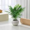 Miniature Cauliflower Pot with Hydroponic Plants: Areca Palm, Hawaiian Bamboo, Feather Bamboo
