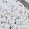 100PCS Natural Conch Shells Aquarium Decoration Party Festival Home Decor Natural Sea Beach Shell Conch Seashells For DIY Crafts