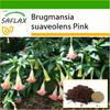 Angel's Trumpet Pink - 10 семян - С горшечным субстратом для лучшего выращивания - Brugmansia suaveolens Pink