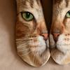 Realistic Cat Face Socks 3D Cat Print Animal Socks Breathable Funny Casual Socks Gag Gifts for Cat Lovers Men Women