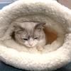 Спальный карманный лежак для питомцев Котята Щенки Подарок на день рождения для питомца Теплое одеяло для собаки и кошек Теплое гнездо-лежанка