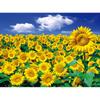 2000 Piece Jigsaw Puzzle - Sunflower Field and Blue Sky, Popular Korean Puzzle