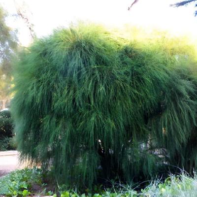 50 г ~ 1,5 кг травяной чай Мехенг зеленый чай натуральный чай Мехенг оздоровительный черный чай