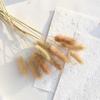 Wheat and Bunny Tail Grass Floral Photography Props