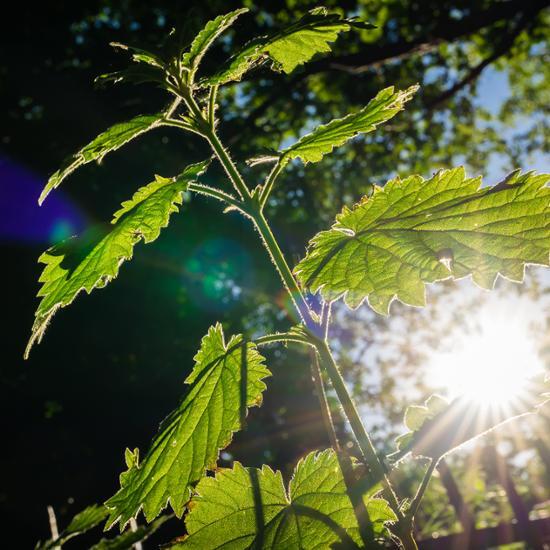 KLORANE Nettle No Sebum Dry Shampoo 150ML 2 Pack Special