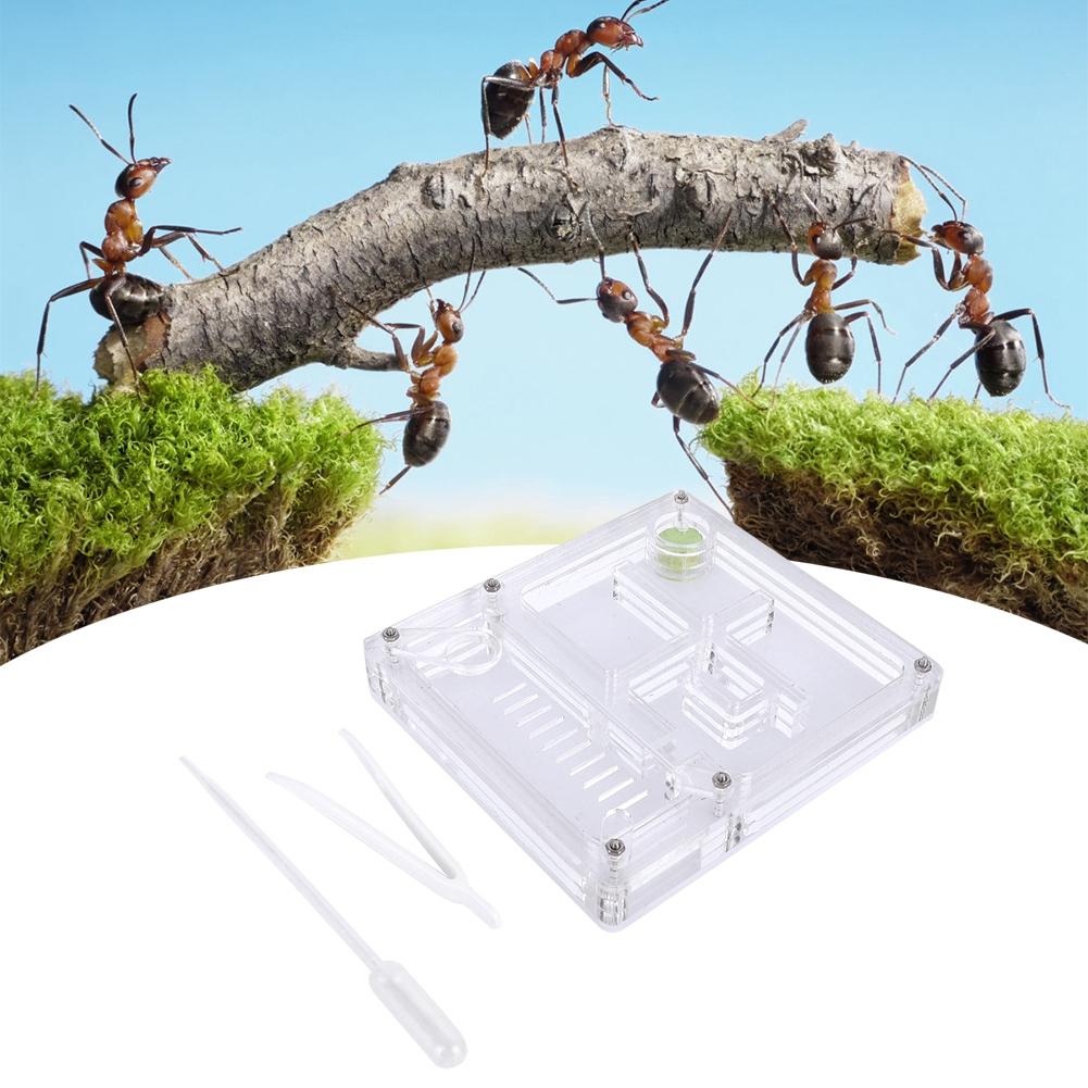 Acrylic Transparent Ant Breeding House Nest Formicarium Display Box Ornamental