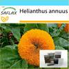 Gift Set - Dwarf Sunflower - 40 Seeds - With Gift Box, Card, Label and Potting Substrate - Helianthus Annuus