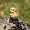 Owl Figurine Resin Realistic Adorable Owl Fairy Garden Decoration Ornament Miniature Animals Landscape Home Decor Accessory