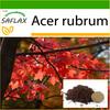Red Maple - 20 Seeds - With Potting Substrate for Better Cultivation - Acer Rubrum