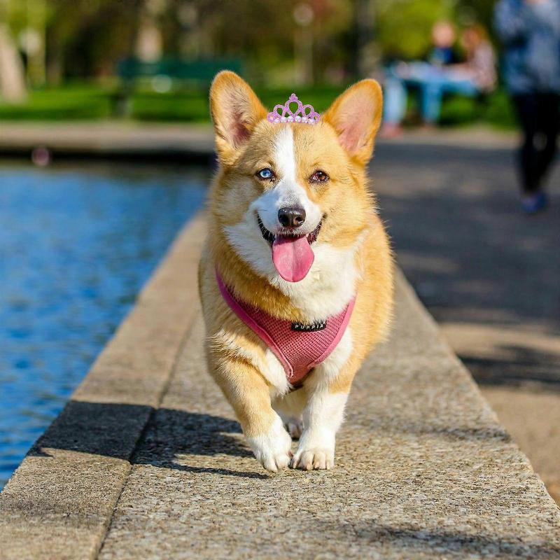 Dog Headwear Crown Style Hair Clips for Decoration 20Pcs Assorted Colors