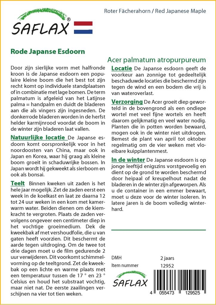 SAFLAX Клен японский красный - 20 семян - Acer palmatum