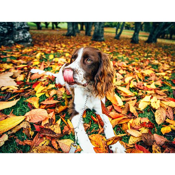 5D DIY Алмазная картина Набор Собака Осенью Искусство Алмазная вышивка Стразы Украшения для дома