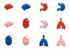 Human Body Model Figure Mascots That Expand When Put In Water [Complete Set of 12] Gacha