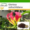 Африканская вьющаяся лилия - 15 семян - С горшечным субстратом для лучшего выращивания - Gloriosa rothschildiana