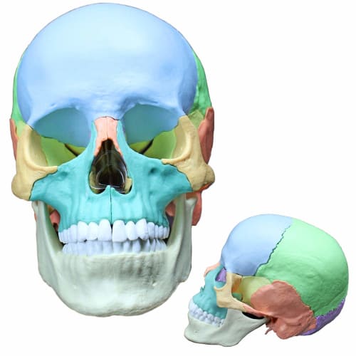 ERLER ZIMMER (Germany) 22-Section Magnetic Skull Model for Craniosacral and Craniosacral Therapy [Back In Stock]