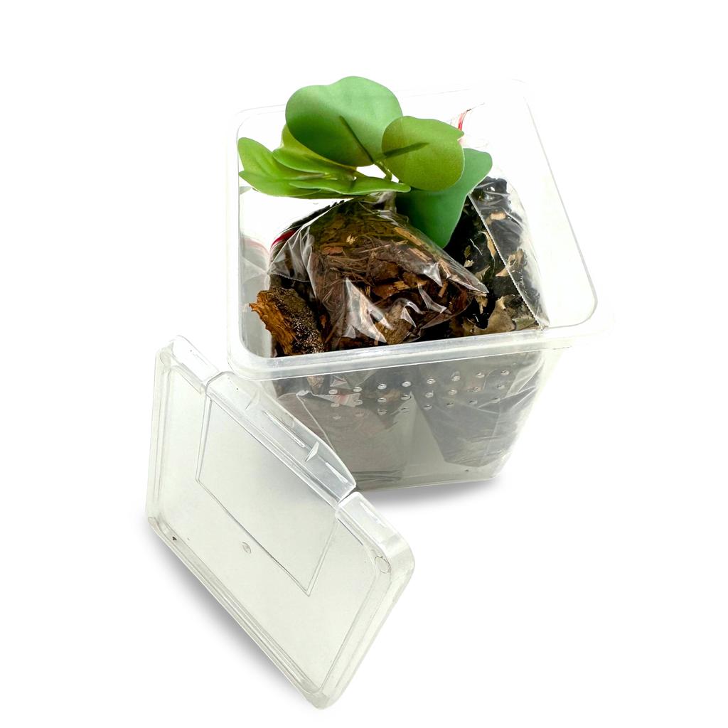 Spider Kit for Young Tree Spiders