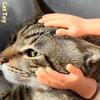 Дуйин тот же питомец поглаживание кошек наперсток, кошачьи перчатки, кошачьи игрушки, массажные и успокаивающие кошачьи перчатки