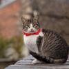 Pet Bow Tie Decorative Dog Bowtie Collar for Daily Wear Red Canvas