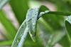 SAFLAX Лилия африканская - 50 семян - Agapanthus orientalis