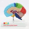 1:1 Scale Right Hemisphere Brain Model - Neocortical Structure & Functional Areas for Medical Education