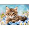 Full 5D Diy Diamond Painting Cartoon Animal Pet Cat Embroidery Cross Stitch Home Decor Handmade Gift
