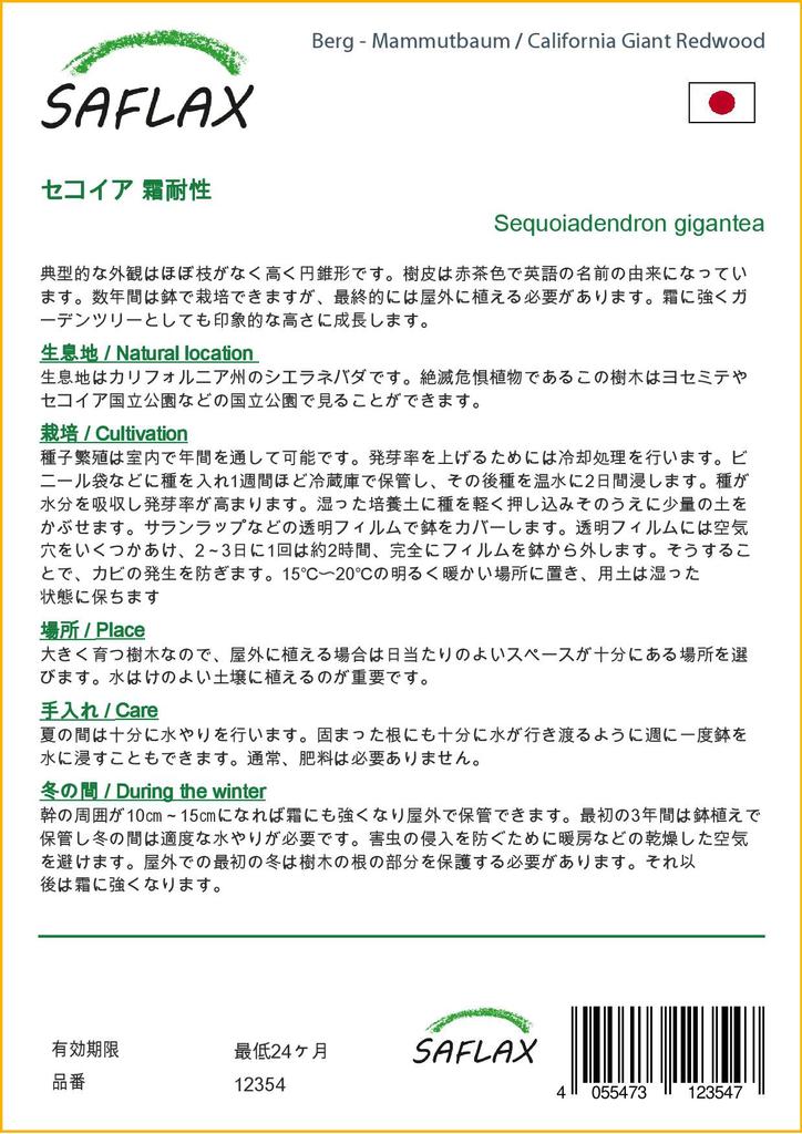 SAFLAX California Giant Redwood - 50 семян - С горшечным субстратом для лучшего выращивания - Sequoiadendron gigantea