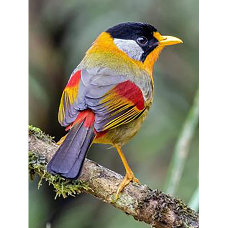 5D DIY Алмазная картина Птица Пейзаж Полный Круглый Алмазная вышивка Набор для вышивки крестом Мозаика Украшение со стразами Подарок