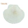 10Pcs Natural Scallop Shells DIY Crafts Theme Party Decor Bright White Seashells Jewelry Christmas Decoration