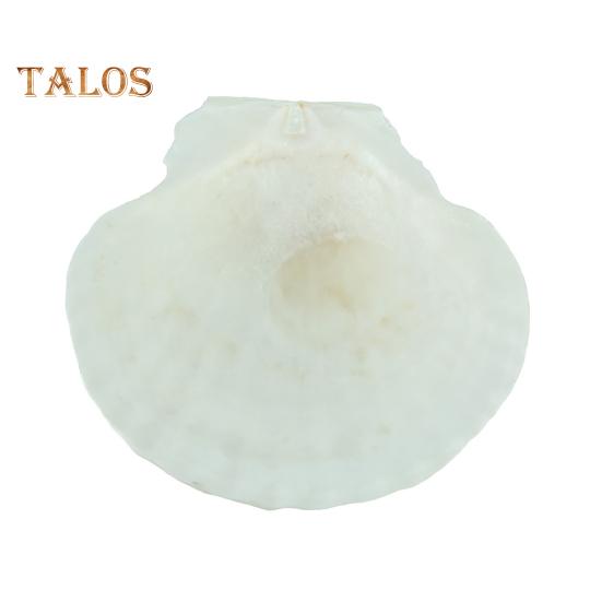 10Pcs Natural Scallop Shells DIY Crafts Theme Party Decor Bright White Seashells Jewelry Christmas Decoration