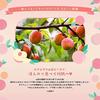 Face mask pack Rururun YamanashiNagano (peach scent) 7 sheets 5 bags